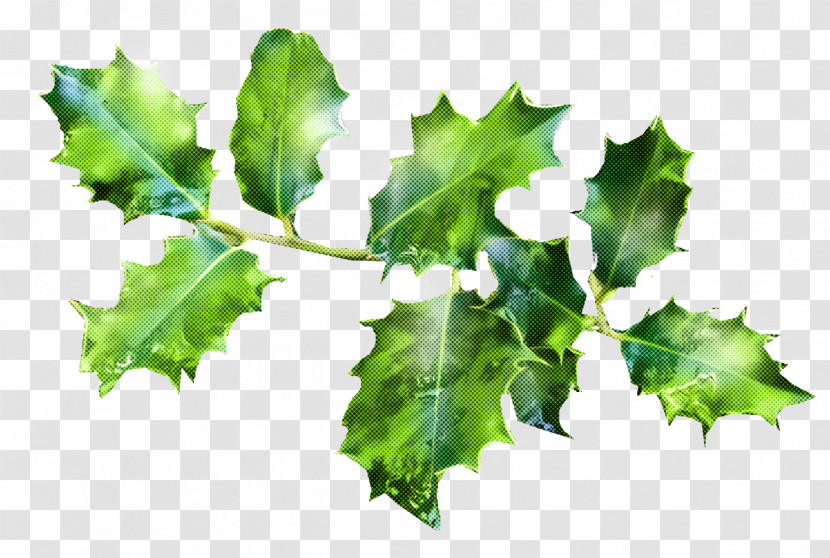 Christmas Holly Ilex Holly Transparent PNG