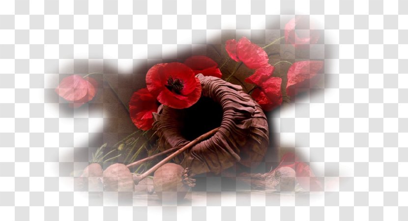 Flower Photography Painting Still Life Art Transparent PNG