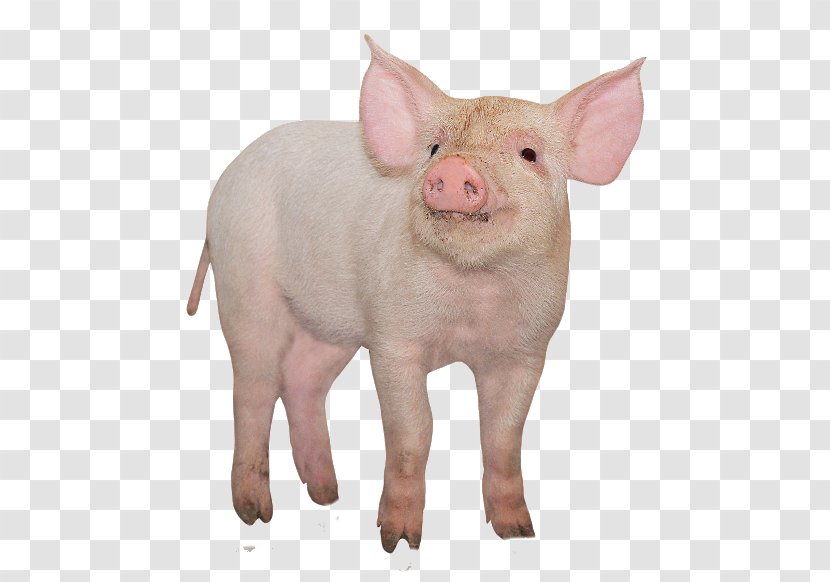 Large White Pig Miniature Stock Photography Royalty-free Transparent PNG