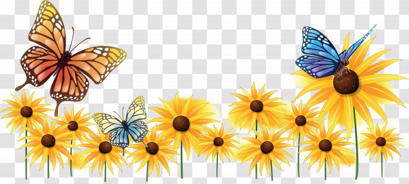 Butterfly Common Sunflower Insect Pollinator Clip Art - Butterflies And Moths Transparent PNG