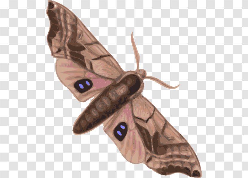 Butterfly Moth Clip Art - Moths And Butterflies - Cliparts Transparent PNG