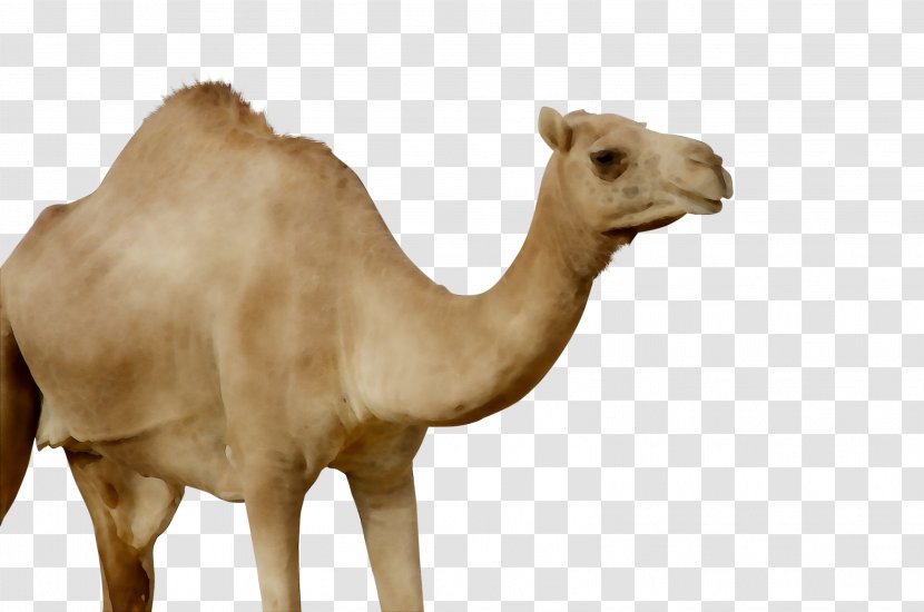 Dromedary Terrestrial Animal Snout Camel - Arabian Transparent PNG