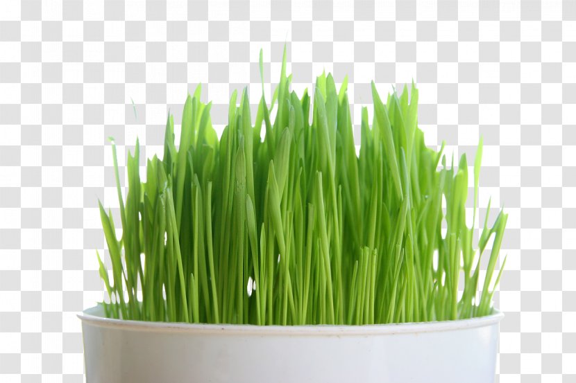 Certified Organic Non-GMO Wheatgrass Seeds Todd's One Pound Sprouting - Wheat Transparent PNG