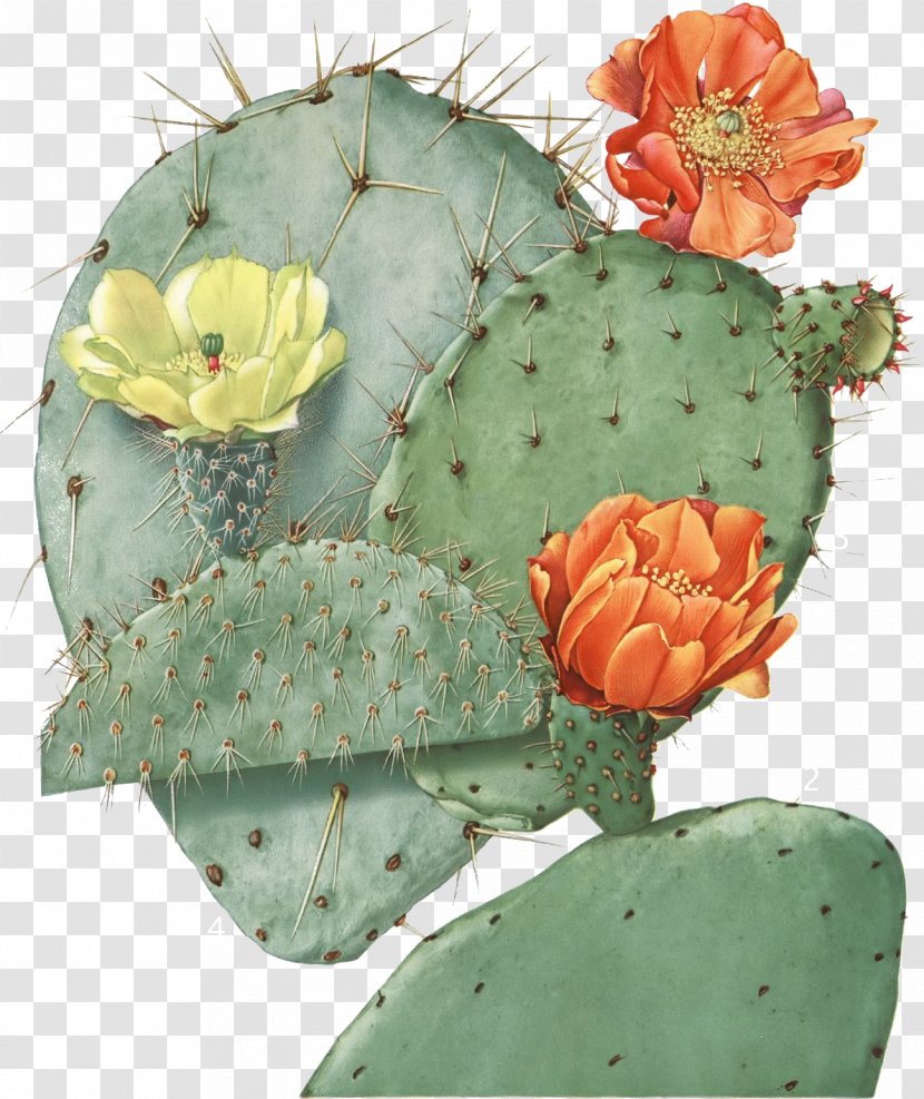 Barbary Fig Opuntia Engelmannii Robusta Eastern Prickly Pear Cactaceae - Flowering Plant - Cactus Transparent PNG