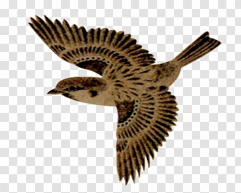 House Sparrow Bird Image Adobe Photoshop - Eurasian Tree - Drawings Transparent PNG