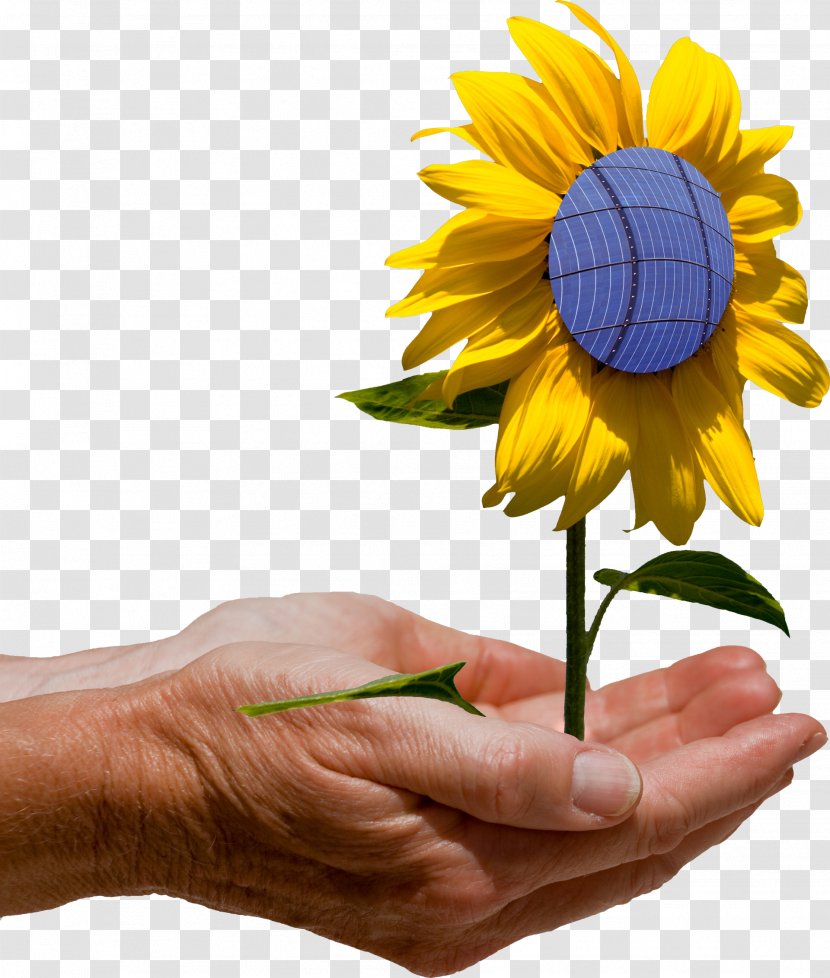 Solar Panels Lunel Capteur Solaire Photovoltaïque Photovoltaics Energy - Hand Transparent PNG