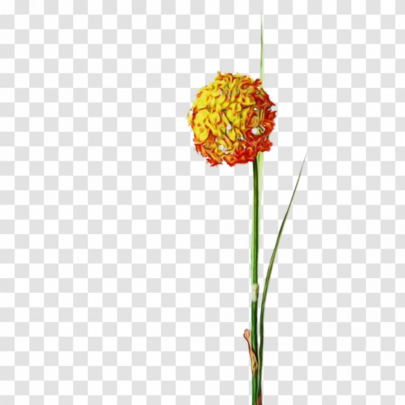 Flowers Background - Tagetes - Lantana Transparent PNG