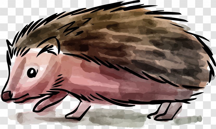 Hedgehog Painting Drawing - Wildlife - Watercolor Little Design Transparent PNG