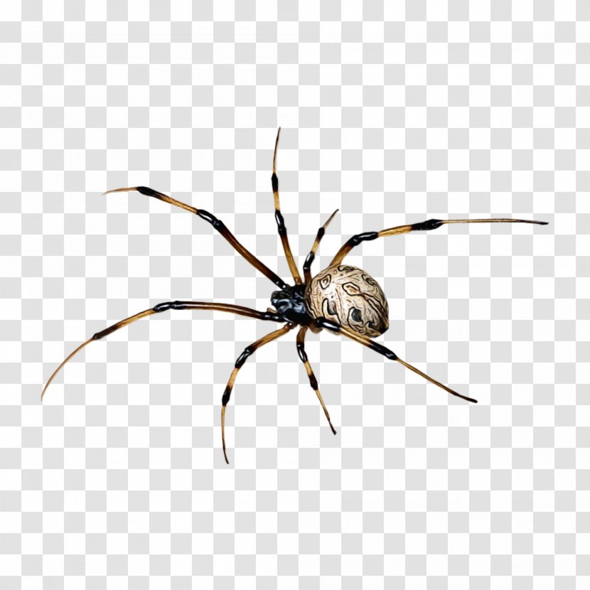 Spiders Cartoon - Species - Araneus Pest Transparent PNG