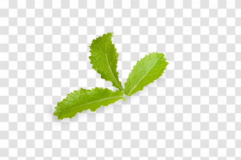 Leaf Herbalism Plant Stem Transparent PNG