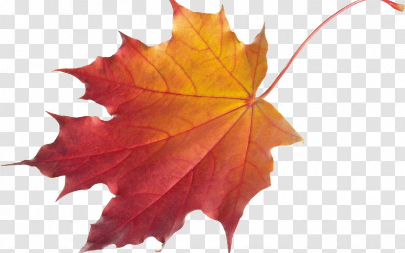 Autumn Leaf Color Desktop Wallpaper Clip Art - Maple Transparent PNG