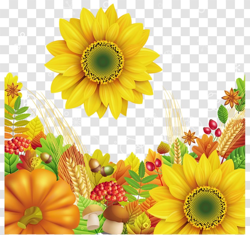 Clip Art - Daisy Family - Sunflower Transparent PNG