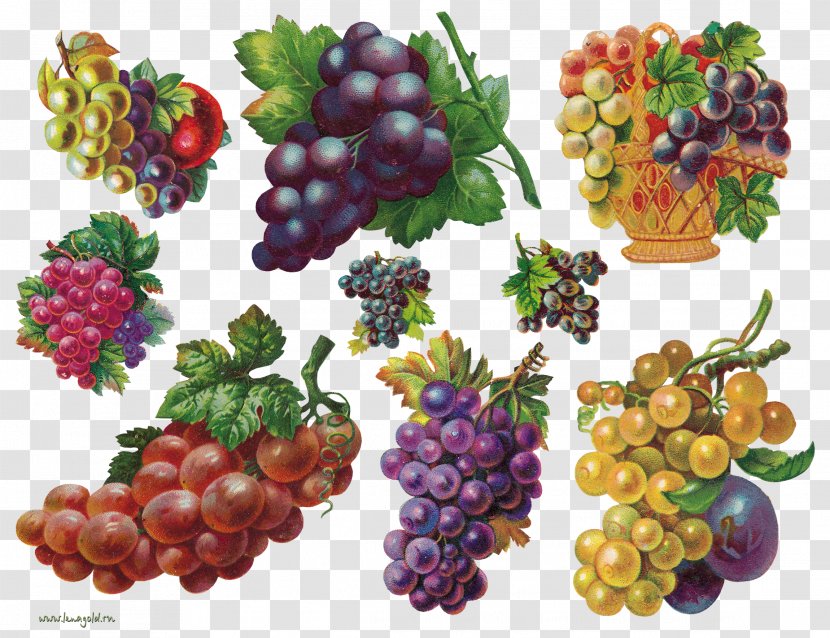 Fruit Auglis Painting Clip Art - Grape Seed Extract - Grapes Transparent PNG