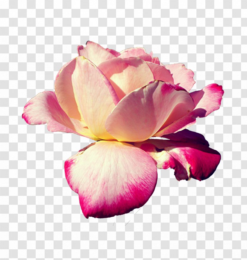 Pink Flowers Centifolia Roses Rendering - Close Up - Rose Transparent PNG