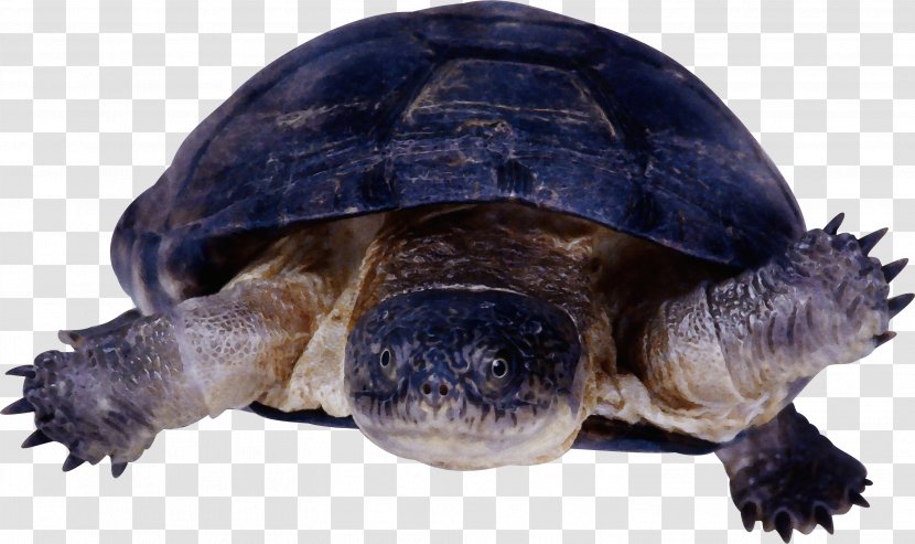 Tortoise Turtle Pond Galápagos Reptile - Watercolor - Chelonoidis Kinosternidae Transparent PNG