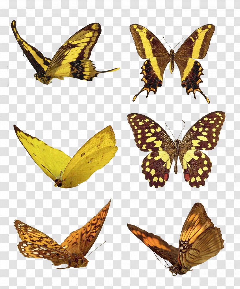 Monarch Butterfly Avatar - Moths And Butterflies - Collection Transparent PNG