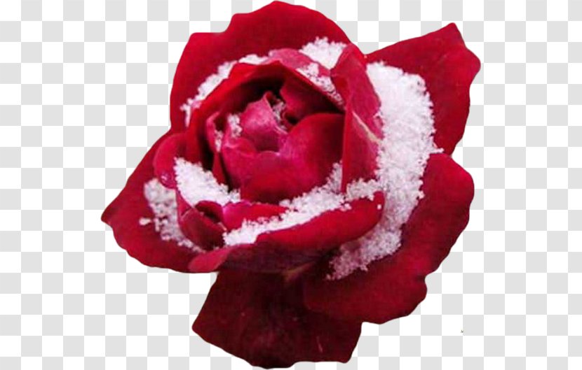 Lo, How A Rose E'er Blooming Winter Desktop Wallpaper Flower - Pink Transparent PNG