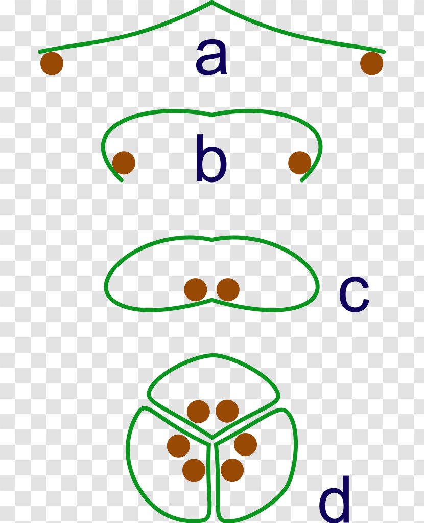 Flowering Plant Evolutionary History Of Plants - Human Behavior - Flower Transparent PNG