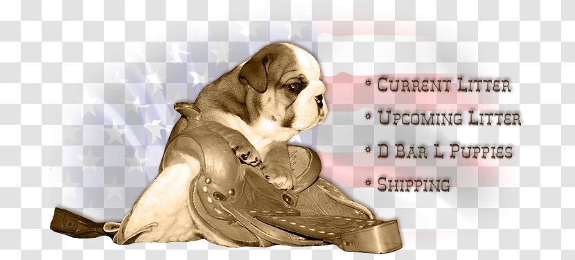 Dog Breed Puppy Love Non-sporting Group - Snout - English Bulldog Transparent PNG