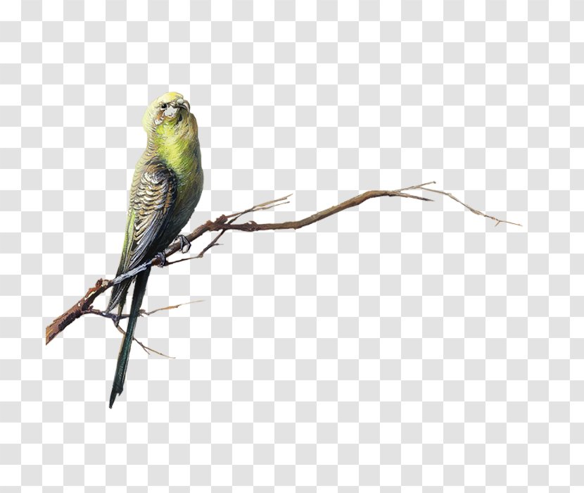 Bird Transparency And Translucency Clip Art - Cuculiformes - Parrot Transparent PNG