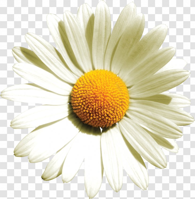 German Chamomile Flower Bouquet Common Daisy - Yellow - Camomile Transparent PNG