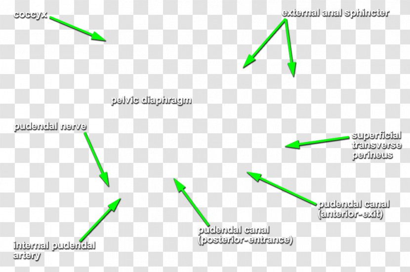 Line Angle Diagram - Grass Transparent PNG