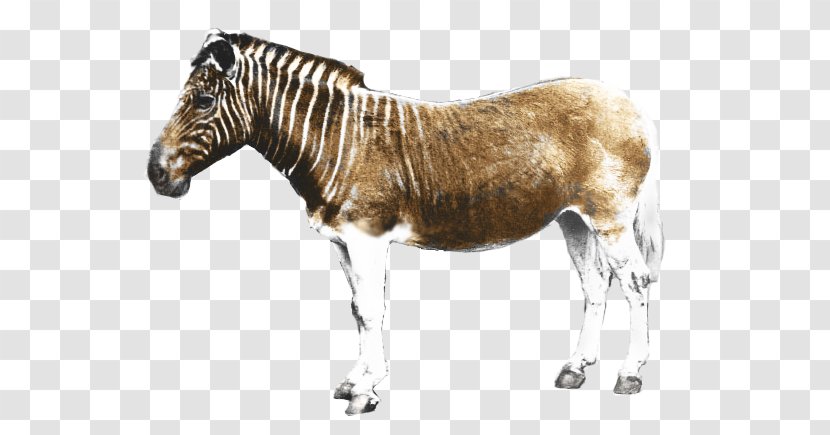 Quagga Project Cape Province Horse Zebra - Mustang Transparent PNG
