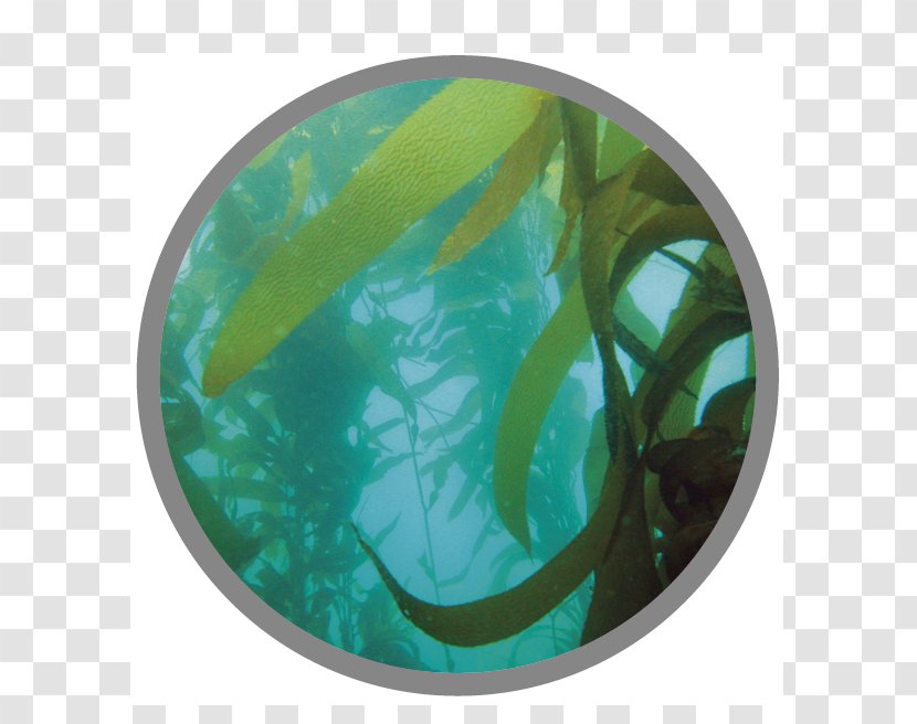 Macrocystis Pyrifera Seaweed Kelp Forest Algae Chromista - Ochrophyta Transparent PNG
