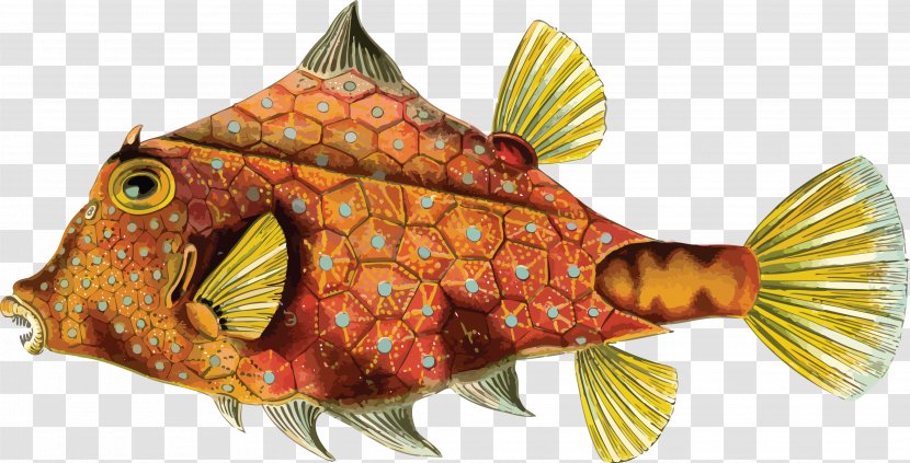 Art Forms In Nature Biologist Tetrosomus Gibbosus Fish Rainbow Trout - Recapitulation Theory - Ocean Transparent PNG