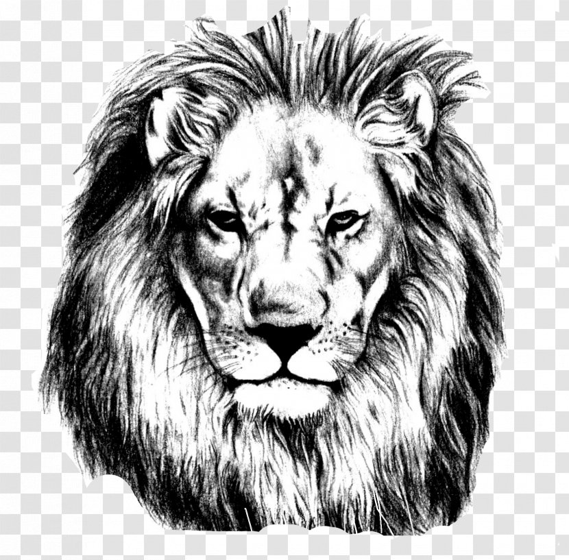 Lion Drawing Pencil Sketch - Mane - Lions Head Transparent PNG
