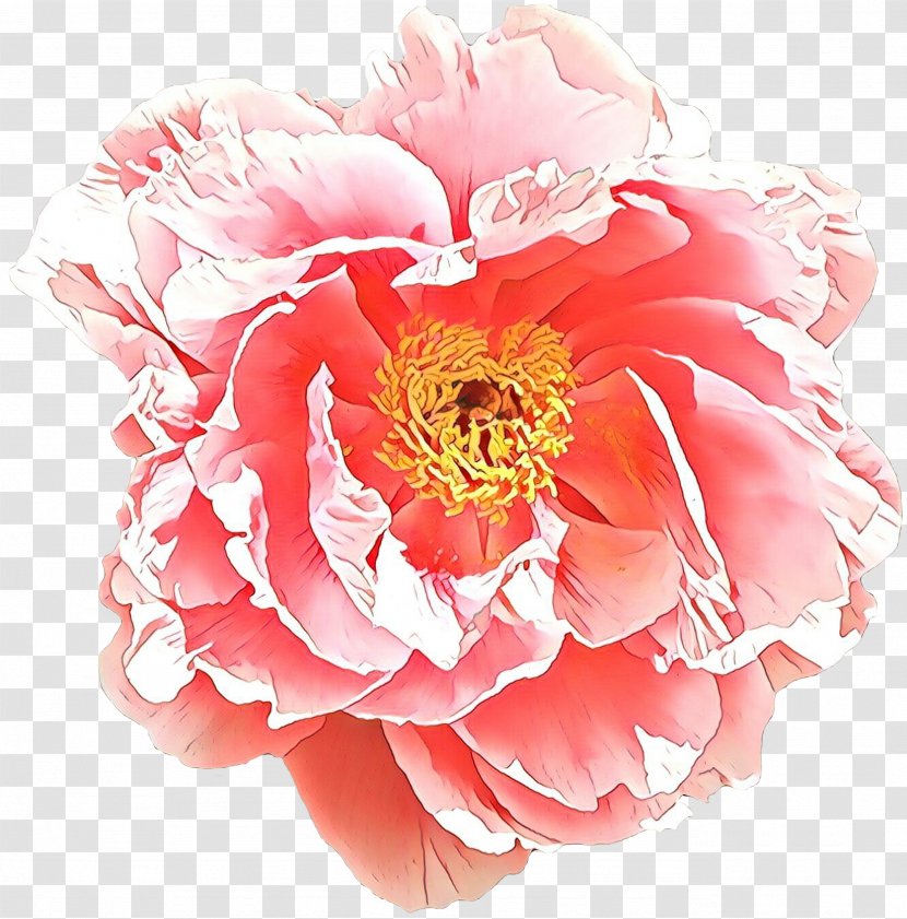 Rose - Flowering Plant - Peach Transparent PNG