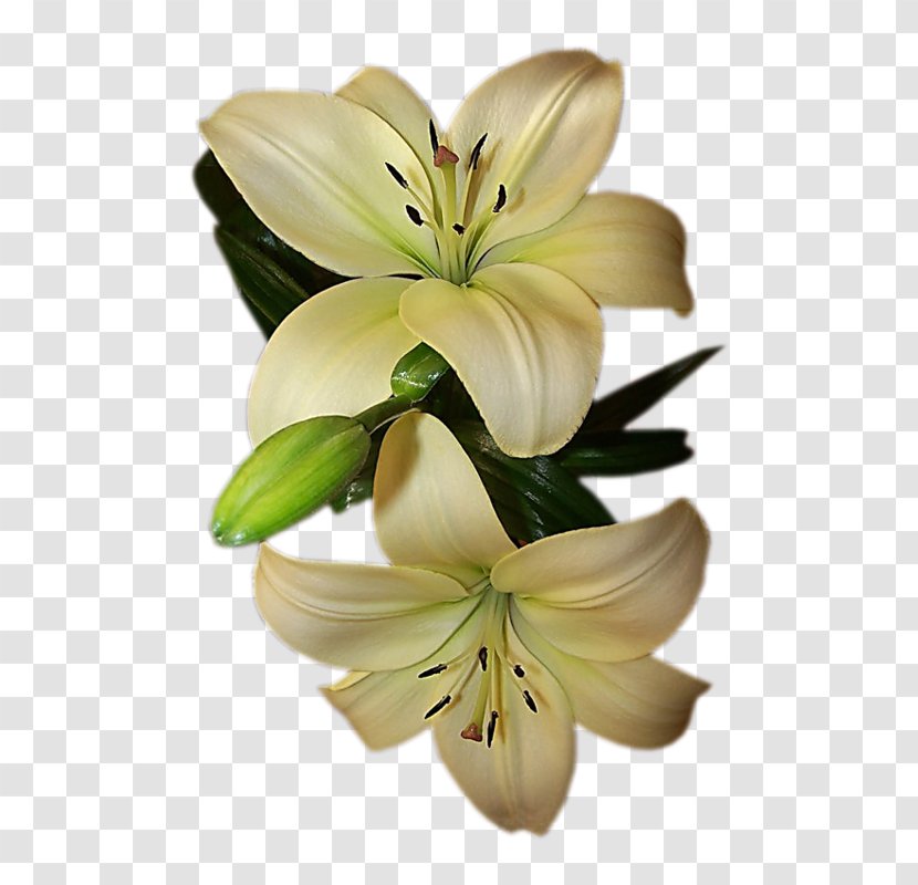 Bouquet Of Flowers Drawing - Madonna Lily - Pedicel Order Transparent PNG