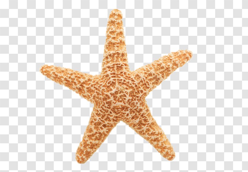 Starfish Free Content Clip Art - Stockxchng Transparent PNG