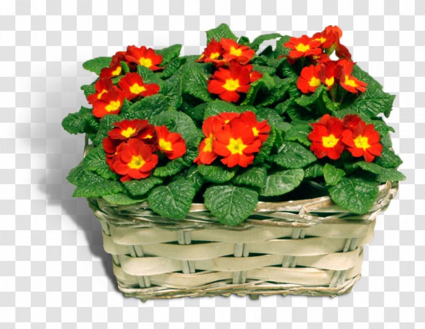 Primrose Floral Design Flowerpot Cut Flowers - Flower Arranging Transparent PNG