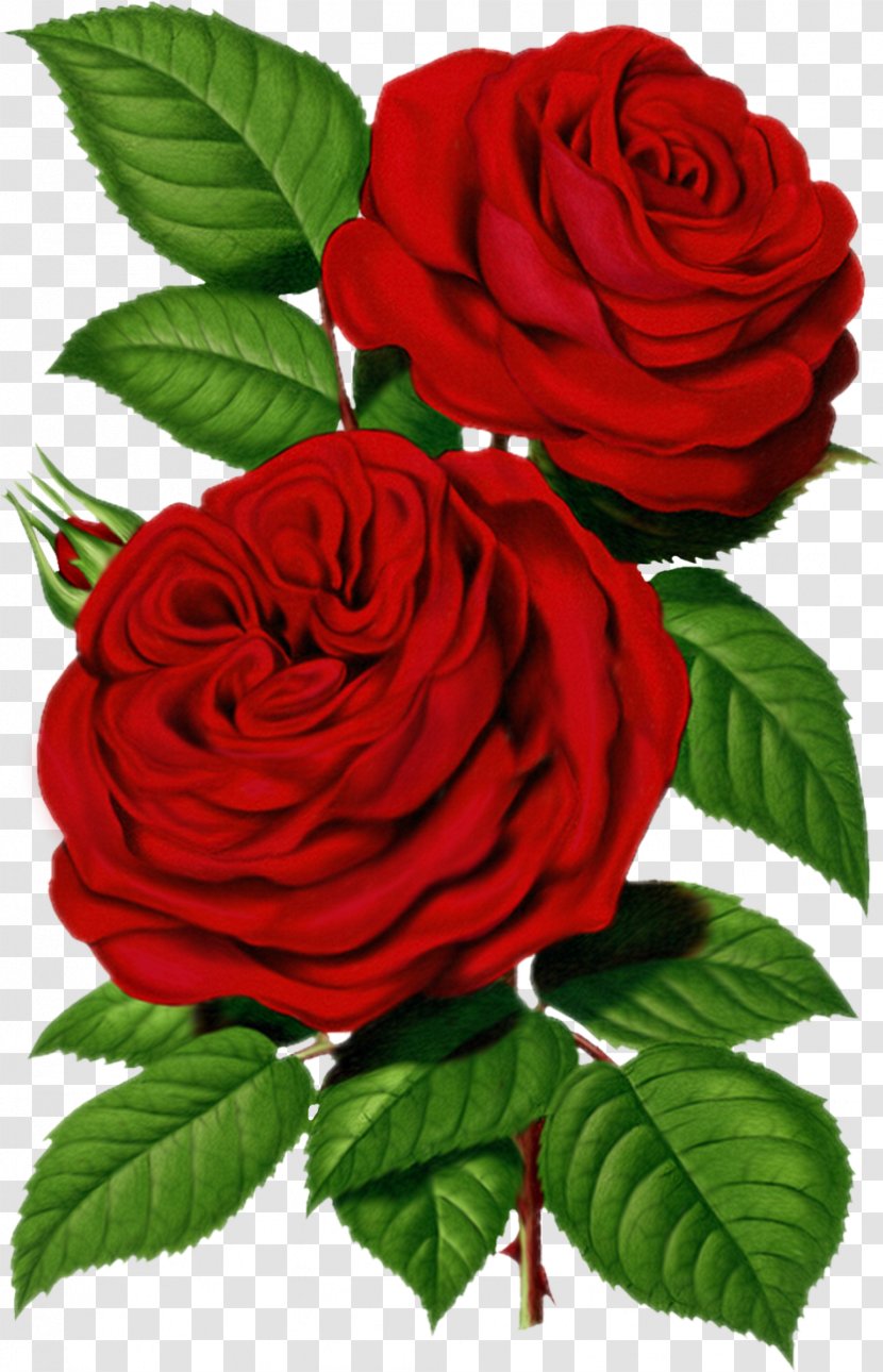 Centifolia Roses Flower Clip Art - Garden - Victorian Rose Pictures Transparent PNG