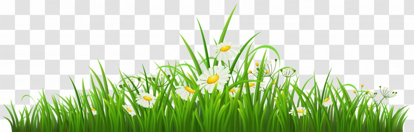 Chamomile Clip Art - Flower - Transparent Grass With Clipart Transparent PNG