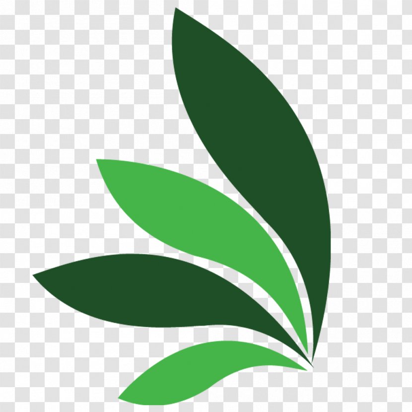 Leaf Plant Stem Green Clip Art Transparent PNG