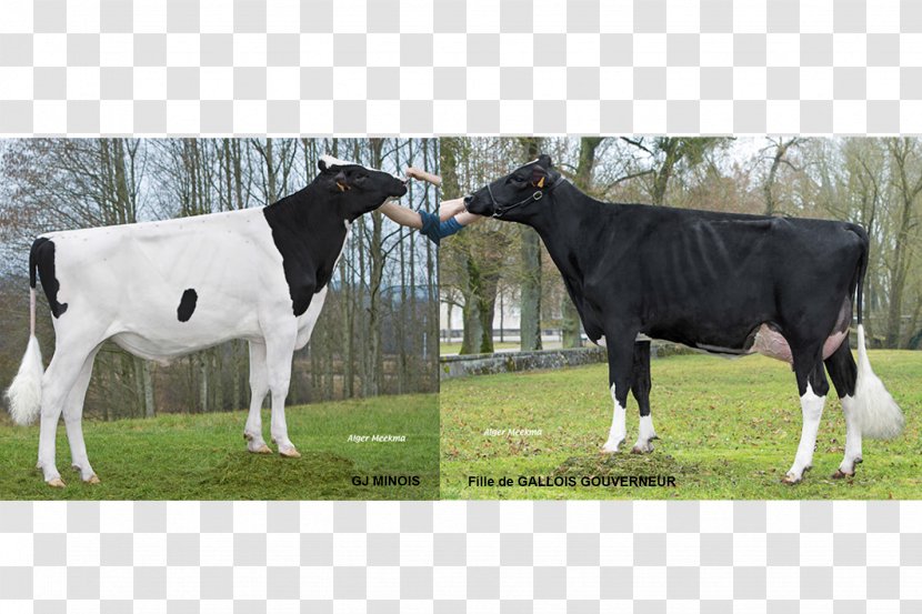 Dairy Cattle Shottle Gouverneur - Data - Bull Transparent PNG
