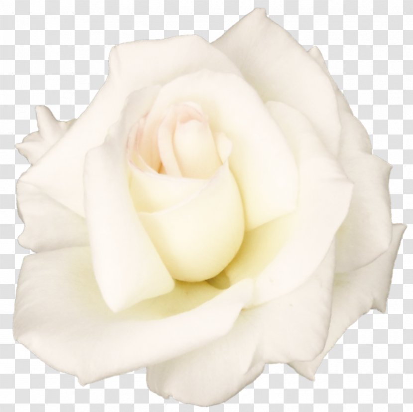 Garden Roses Centifolia Petal White Cut Flowers - Rose Transparent Image Transparent PNG