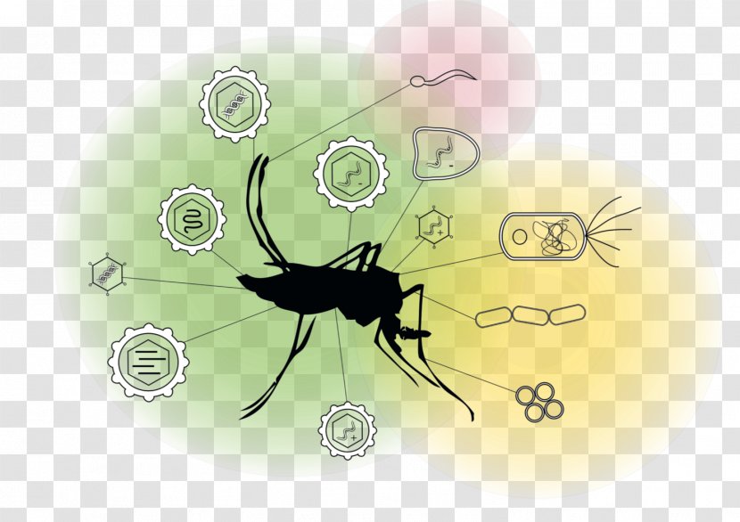 Cartoon Spider - Parasite Transparent PNG