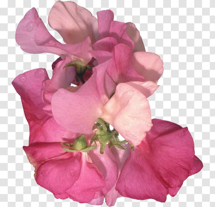 Sweet Pea Flower - Painting - Geranium Magenta Transparent PNG