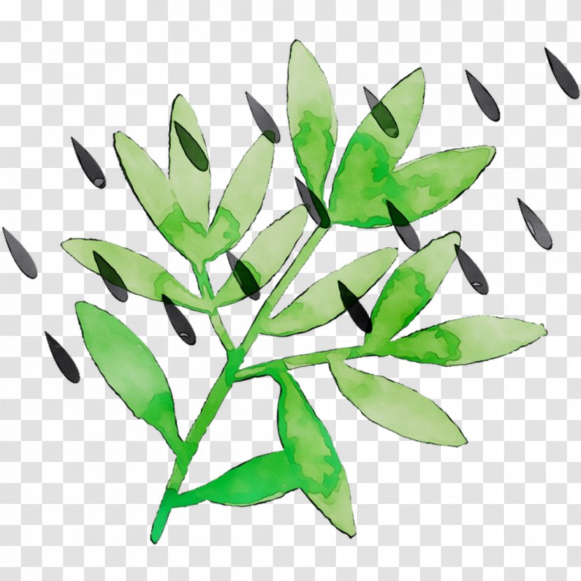 Leaf Plant Stem Plants - Tree - Branch Transparent PNG