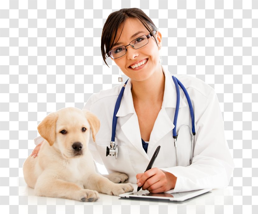Labrador Retriever Puppy Veterinarian Cat Pet - Physician Transparent PNG