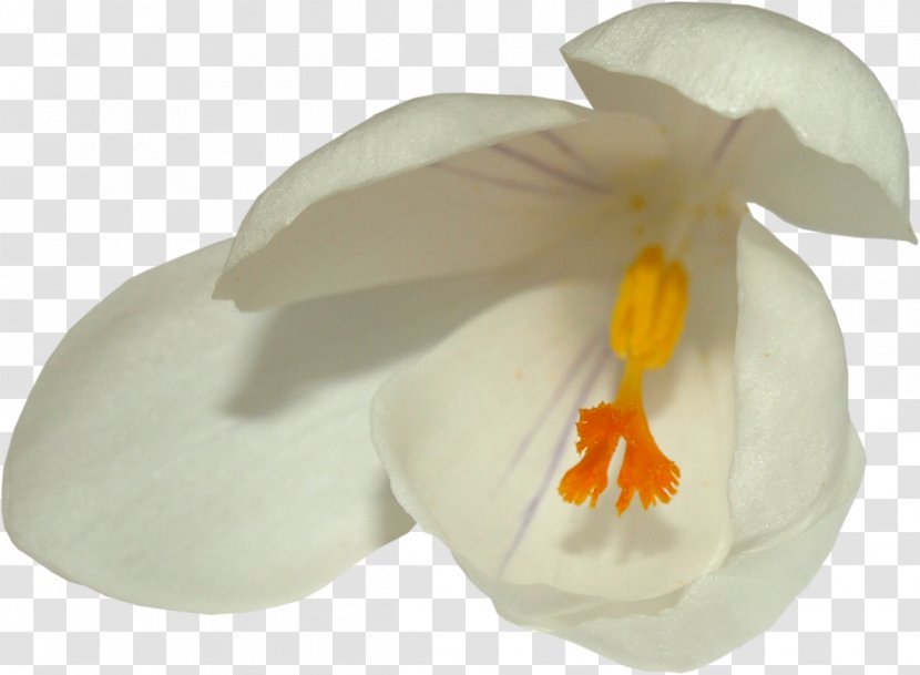 Moth Orchids - Flowering Plant - Petal Transparent PNG