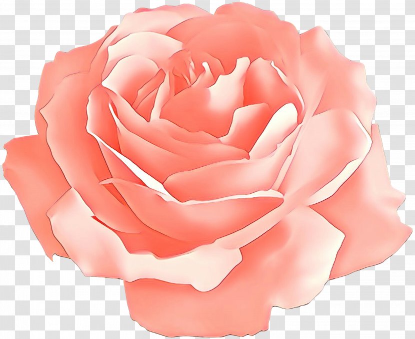 Garden Roses - Flower - Plant Floribunda Transparent PNG