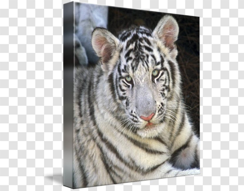 Tiger Whiskers Cat Fur Snout - Like Mammal Transparent PNG