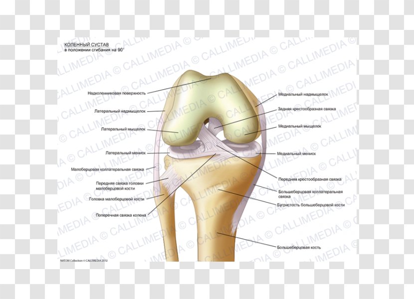 Knee Anatomy Fibula Sesamoid Bone Human Skeleton - Silhouette - Posizione Transparent PNG