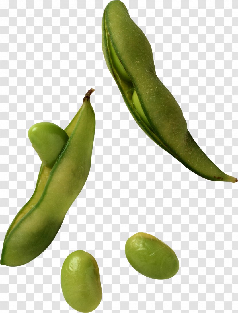 Edamame Soy Milk Soybean Sprout - Vegetable - Pea Transparent PNG