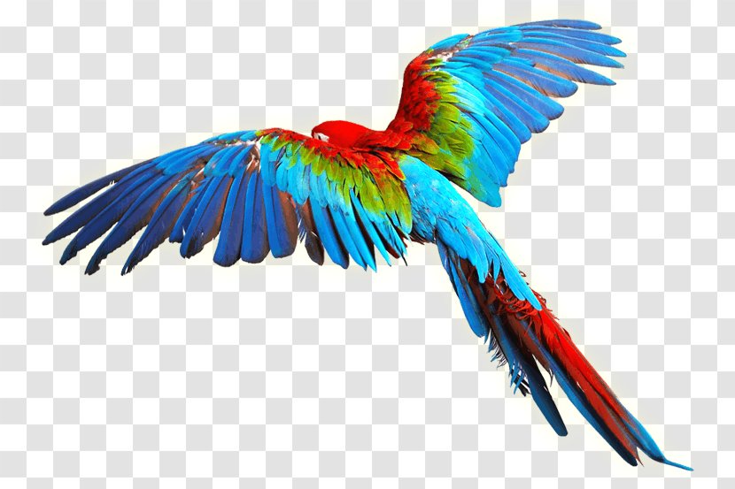 Parrot Bird Scarlet Macaw Clip Art - Parakeet - Colorful Wings Transparent PNG