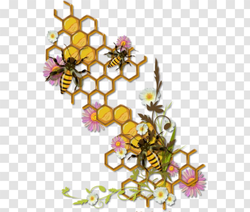 Honey Bee Honeycomb Bumblebee - Drawing Transparent PNG